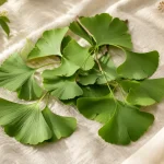 Ginkgo biloba kullanımı ve güvenlik rehberi